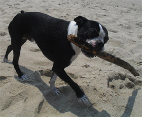 who needs dog-friendly restaurants on cape cod? monty seems perfectly happy eating this stick