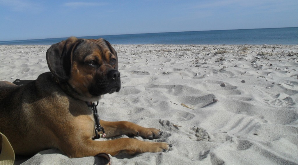 harwich dogfriendly beaches, hotels, restaurants & activities