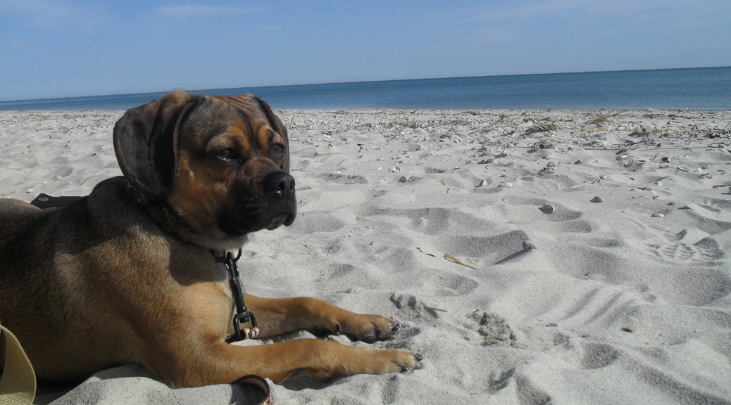 nugget the puggle rests at bank street beach in harwich, ma