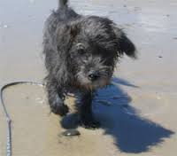 rosco enjoying dog=friendly nauset beach in orleans
