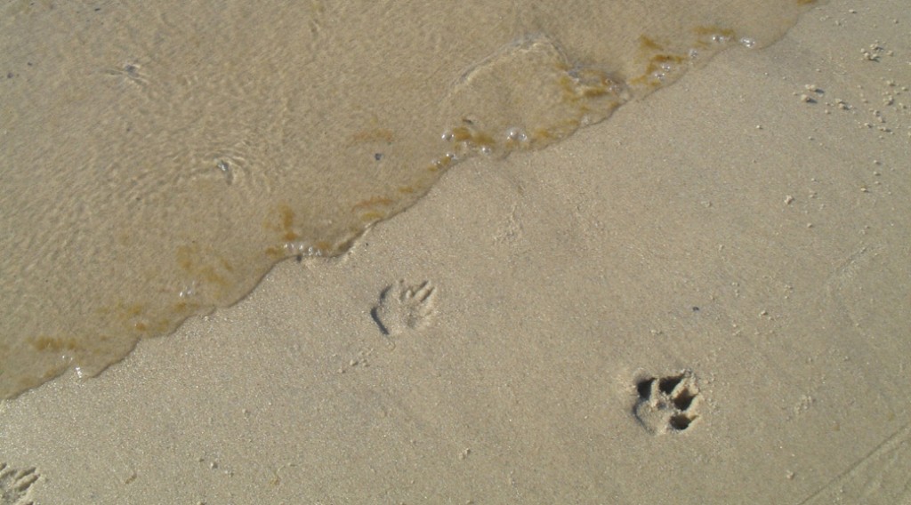 herring cove beach in provincetown, ma cape cod national seashore