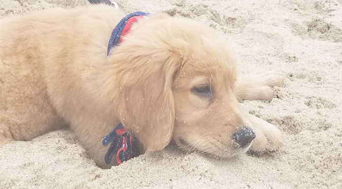 A cute dog lays in the sand at race point beach in provincetown.
