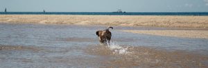 A dog running on the beach in Eastham, MA on Cape Cod.
