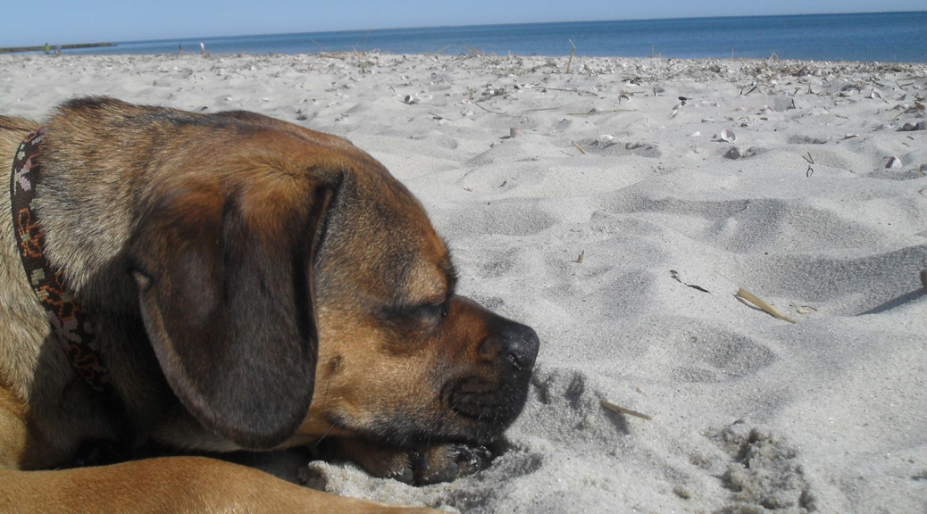 the beach is definitely one of the five best places to take your dog in provincetown