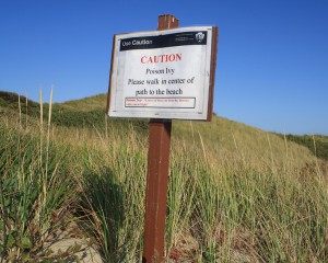 beware of poison ivy at head of the meadow beach