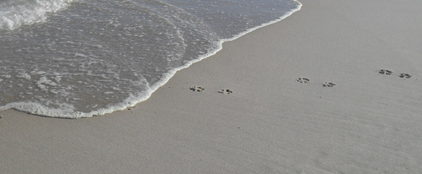 dog paws meet surf on a remote cape cod beach