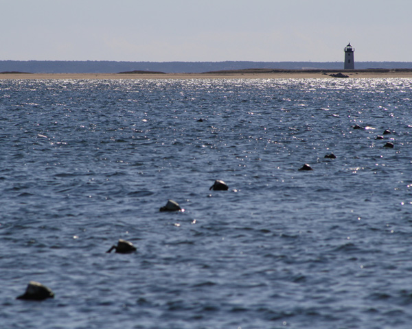 long point lighthouse, provincetown