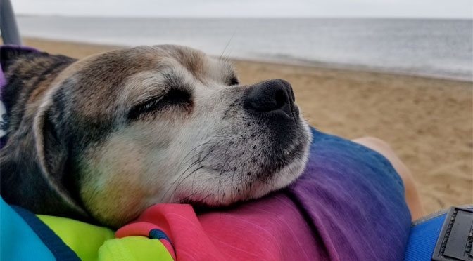 dog-friendly guide to the cape cod national seashore beaches