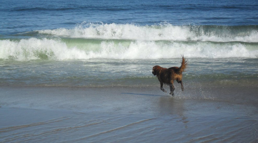 Beach safety tips for dogs
