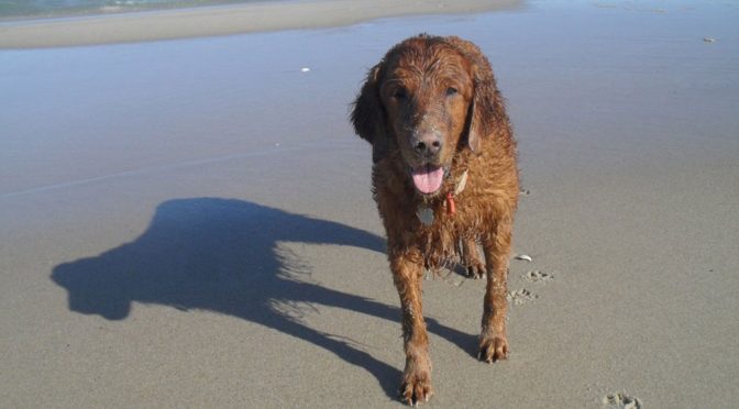 Safety Tips for Dogs at the Beach
