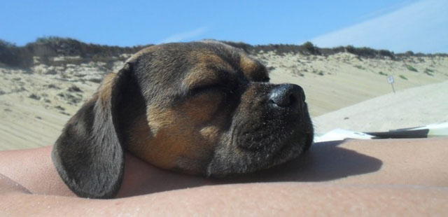 There are lots of nice hotels in falmouth that allow dogs, but sometimes the best place to nap is right on the beach.