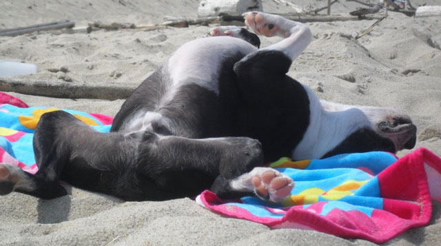 Hotel beds are nice, but Monty the Boston Terrier prefers naps upside-down on Nauset Light Beach in Eastham.
