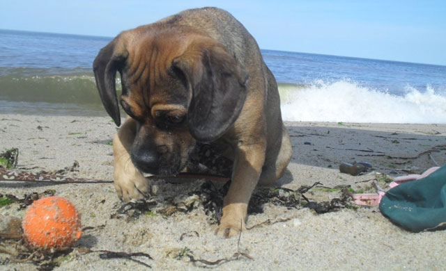 nugget about to pounce on a bad cuz at the beach in Harwich Port, MA