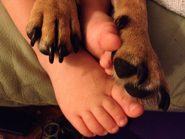 A puggle puppy's paws as she snuggles up with her baby friend at a pet-friendly hotel in Yarmouth, MA.