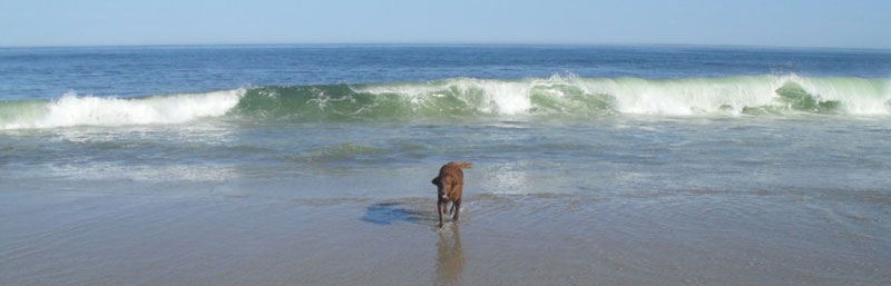 There's lots of dog-friendly beach options near your hotel or cottage in Wellfleet.
