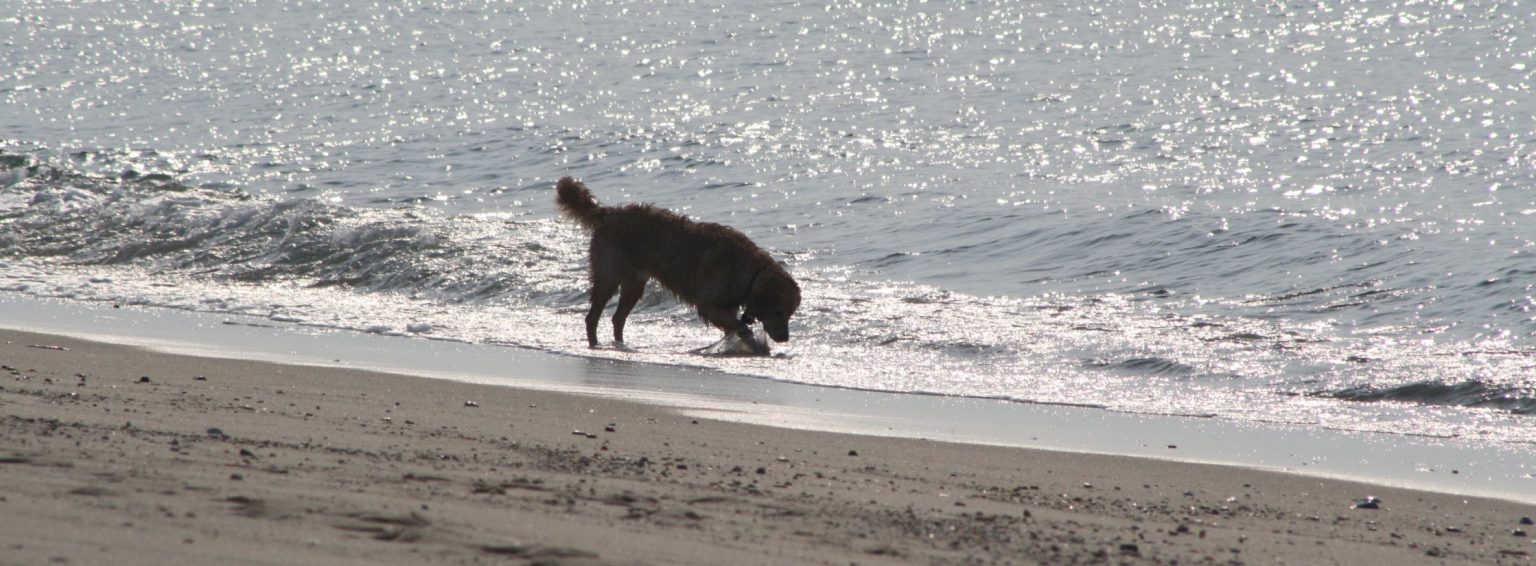 dogfriendly beaches on cape cod capebeachdog