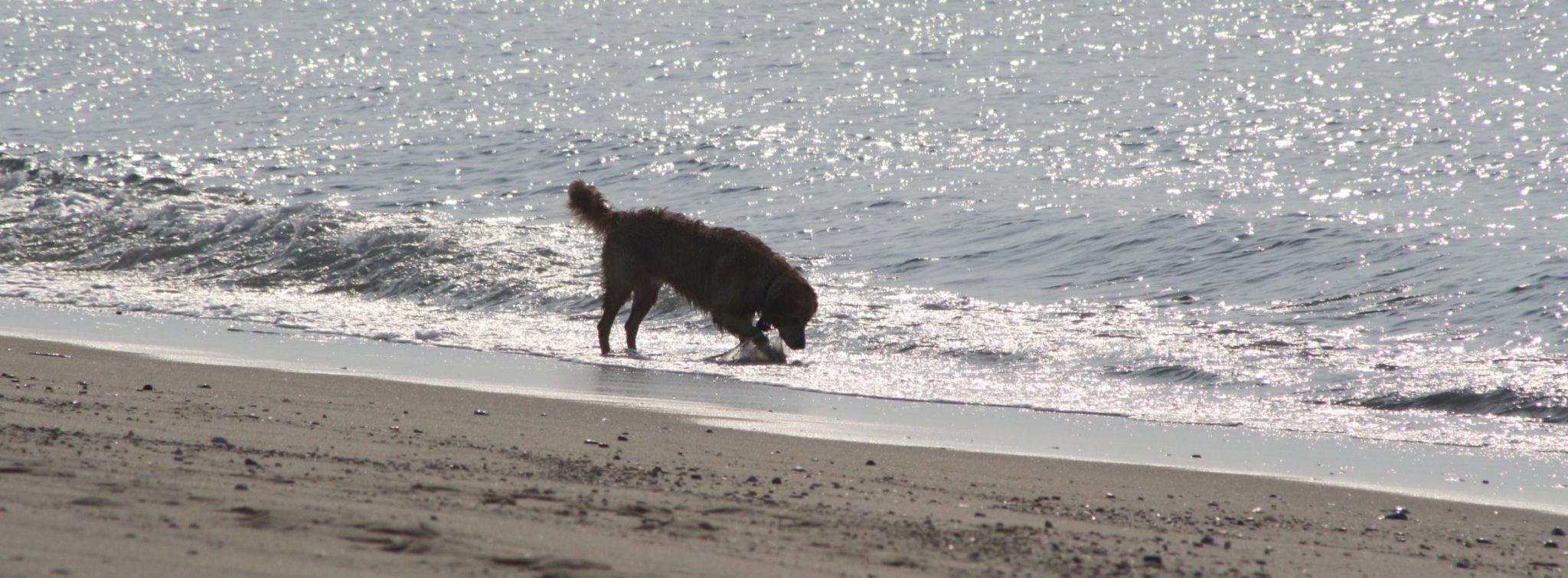 dogfriendly beaches on cape cod capebeachdog