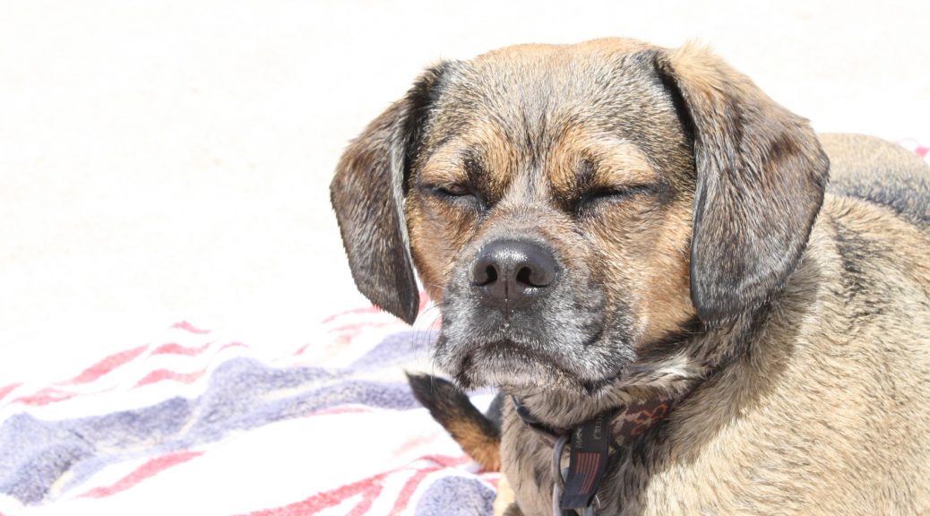 dogfriendly campgrounds on cape cod capebeachdog