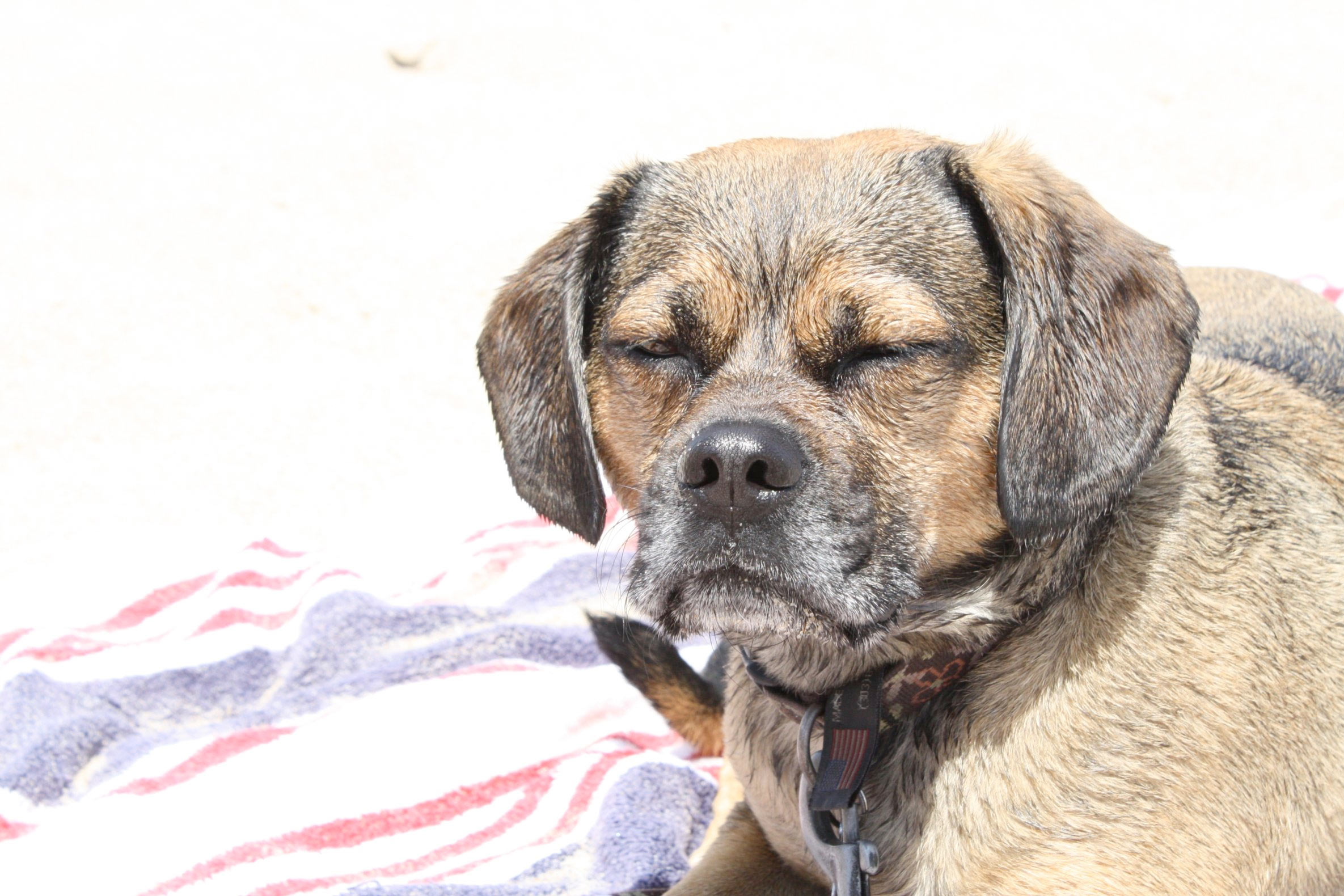 Dog-friendly cape cod campgrounds: a list of campgrounds that allow dogs on cape cod.