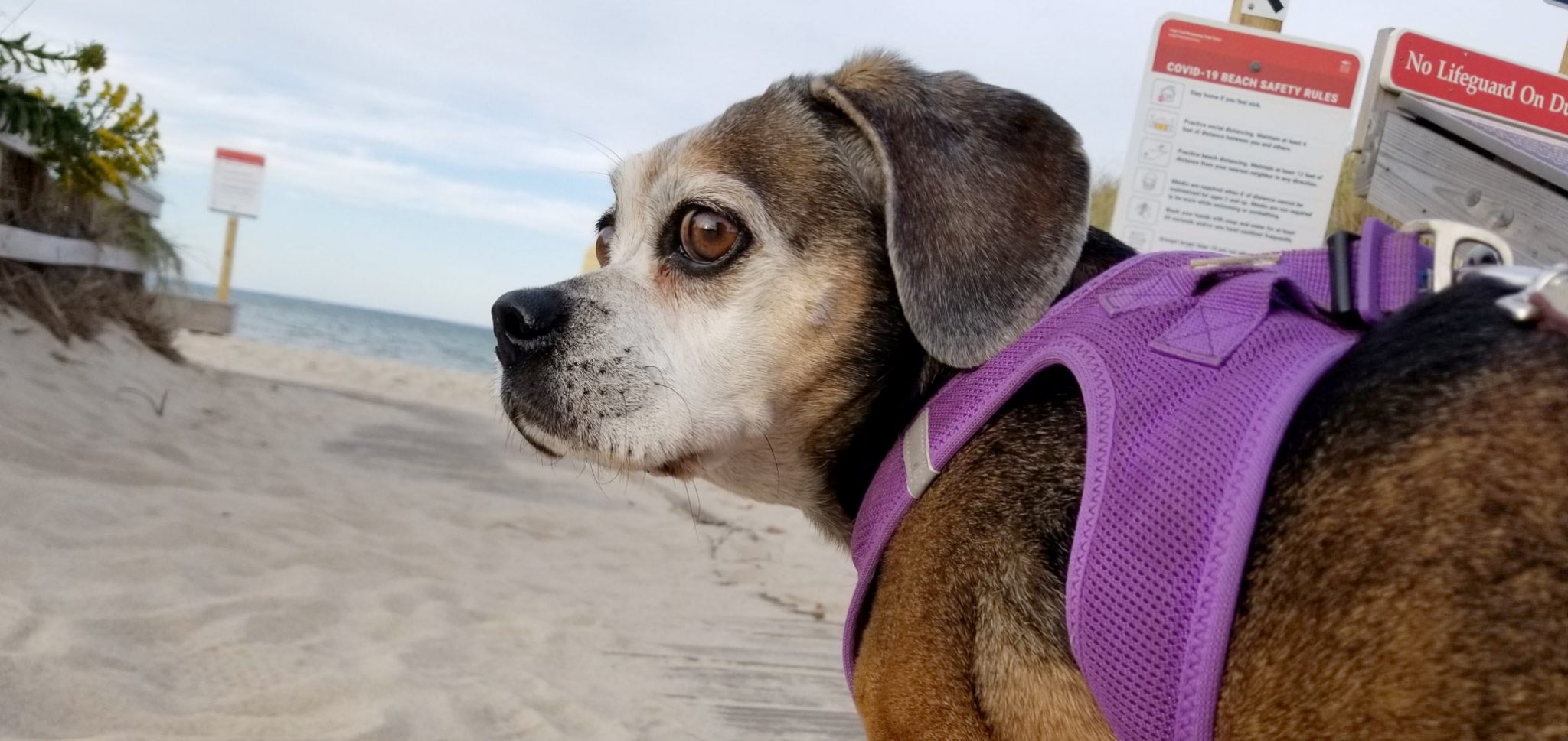 dogfriendly beaches on cape cod capebeachdog