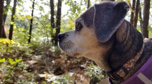 dog walks and pet-friendly hiking trails on cape cod
