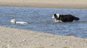 There's lots of great things for dogs to do in Mashpee, MA on cape cod.