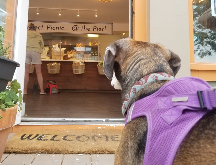 the best dog-friendly restaurants on cape cod