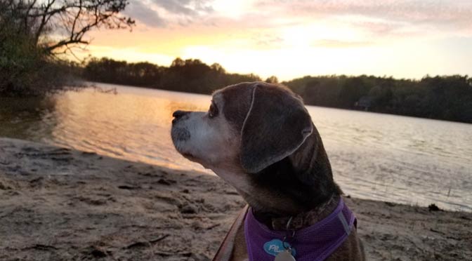 Nugget watches the sun go down at cahoon's beach in harwich, ma. Dogs are allowed at harwich beaches only in the offseason.