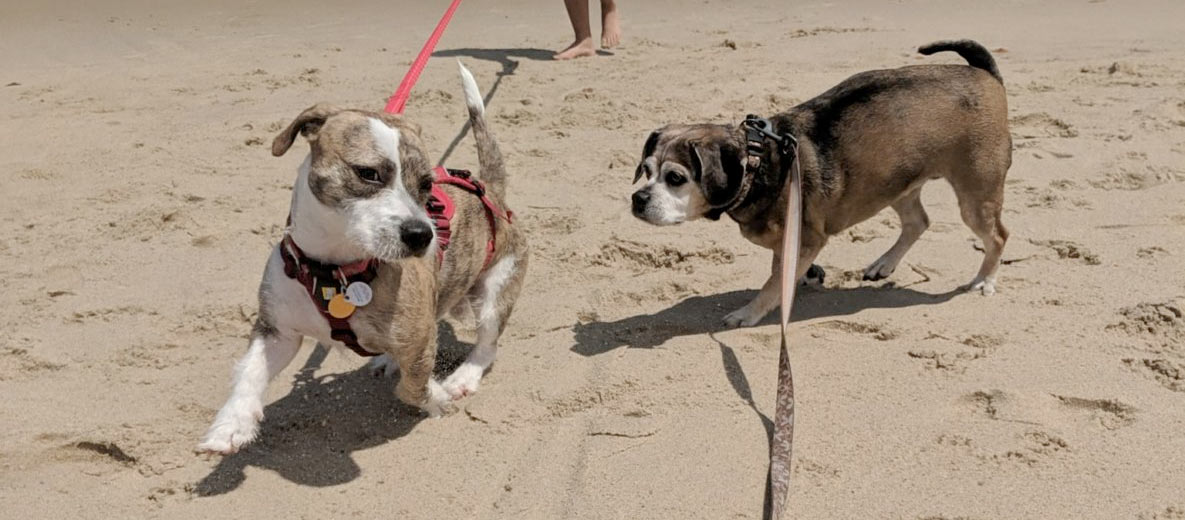 Two dogs play at the beach in Wellfleet.