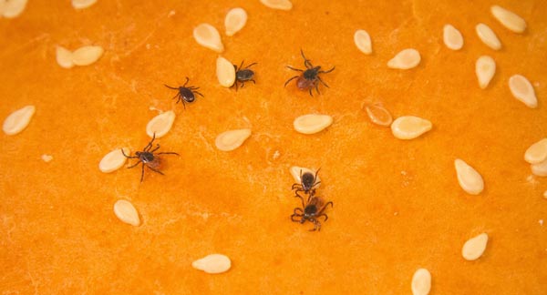 Adult deer ticks (both male and female) are about the size of a sesame seed on a hamburger bun