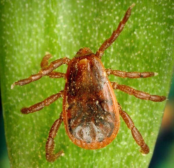 The adult male dog tick shown here has a mottled gray appearance compared to the female dog tick, which has a whitish-colored dorsal shield