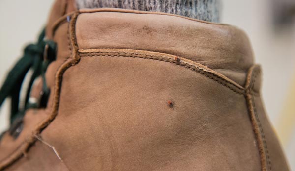 Adult deer ticks attached to a hiking boot.  Did you spot them both?  