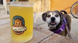 The list of Breweries that allow dogs on Cape Cod includes Provincetown Brewing Company in P-town.