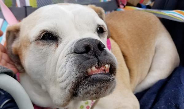 A old bulldog smiles through a few missing teeth, all tired out from meeting other pups at the park. 