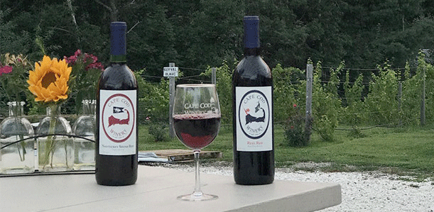 Cape Cod Winery allows dogs at their location in Falmouth, MA.