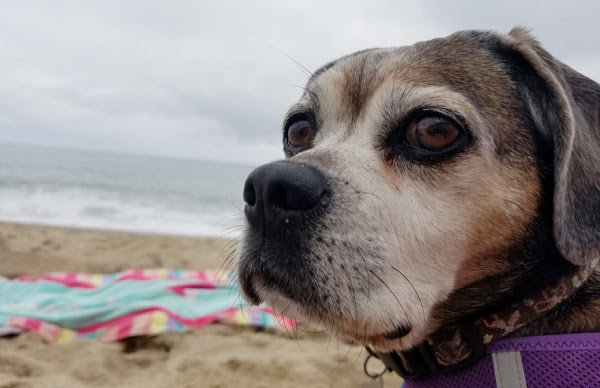 Dogs are allowed all summer long at Coast Guard Beach in Eastham. But be sure to check for current pet restrictions on the National Seashore website before you go.