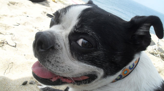 Monty the Boston Terrier chills at coast guard road beach in truro, ma