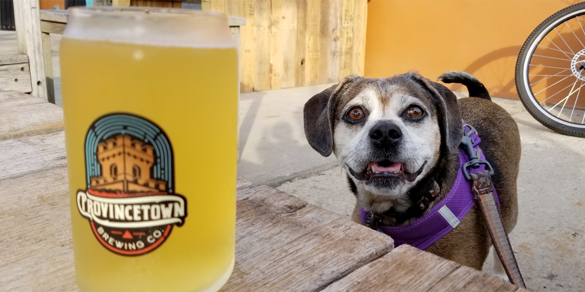 Dog friendly breweries on Cape Cod include Provincetown Brewing Co.