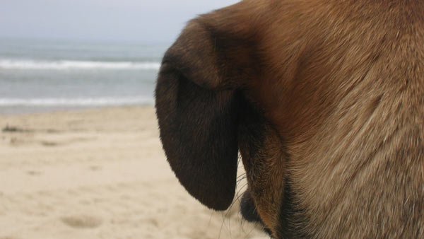 Dogs are allowed at Marconi Beach all summer long!