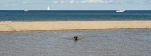 Dog swimming on a sandbar