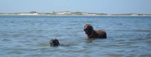 dog parks on cape cod