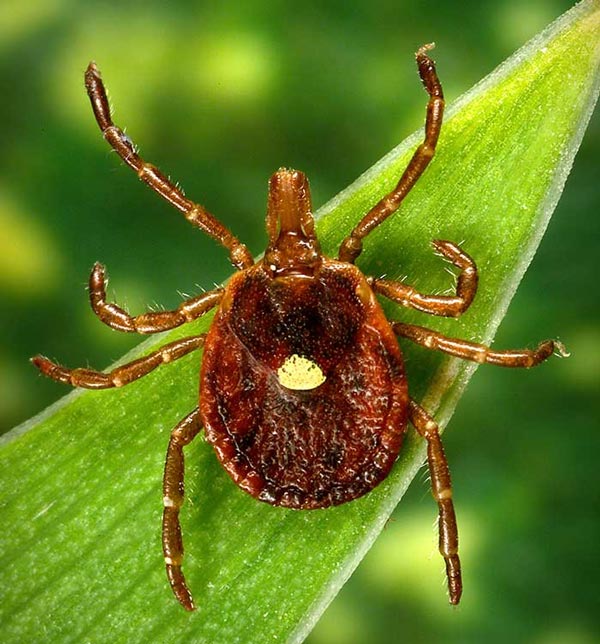 Lone Star ticks are easy to identify due to the small dot on the middle of their backs. They don't carry Lyme disease, but they're very aggressive and can carry other pathogens dangerous to humans and dogs.