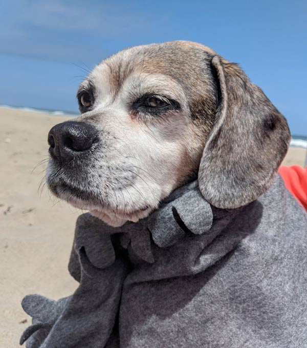 Nugget the puggle wraps up in shawl on a windy day at Coast Guard Road Beach.