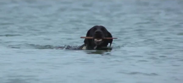 Pipet the black lab disappeared while swimming off a beach in Amity in the original Jaws movie.