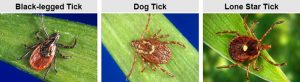 The commonly found ticks on Cape Cod include the deer (aka blacklegged) tick, the brown (aka dog) tick, and the lone star tick.