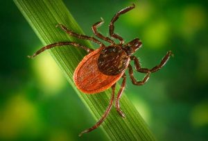 Ticks on cape cod are everywhere, these tips will help you learn how to keep your family and your dogs safe.