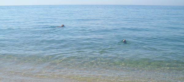 Never throw a tennis ball out too far! Both of these dogs are within strike range for a shark.