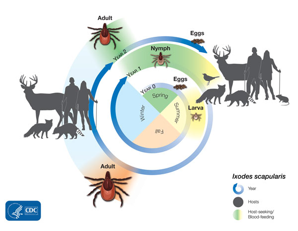 The two year life cycle of a deer tick.
