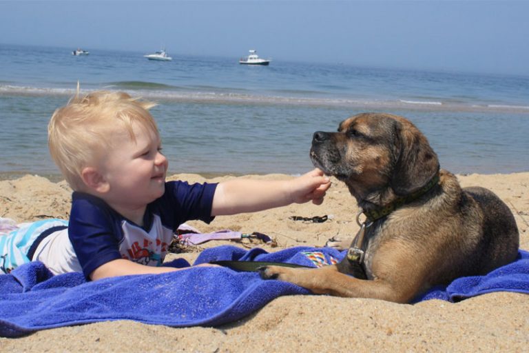 dogfriendly guide to cape cod national seashore beaches