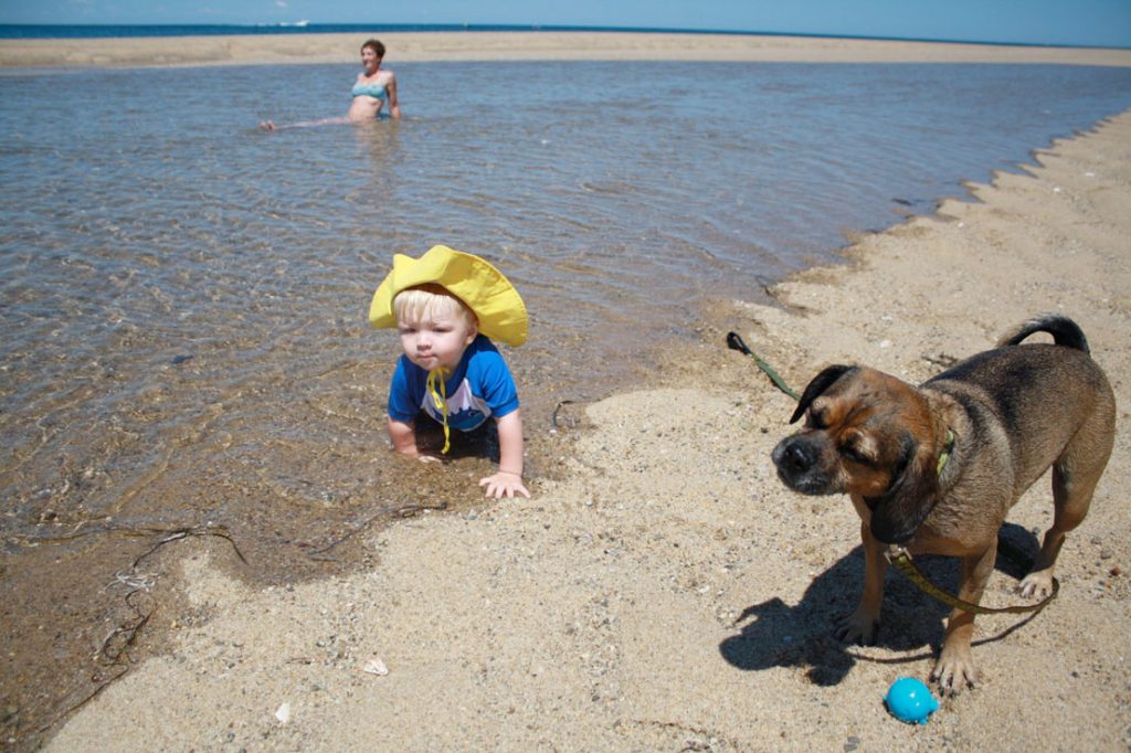 A young boy crawls in the pool of a sandbar with Nugget the Puggle at family-friendly Race Point Beach in Provincetown.